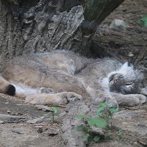 Canada Lynx - Maine Wildlife Park