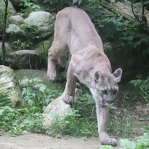 Cougar - Maine Wildlife Park