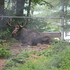Moose - Maine Wildlife Park