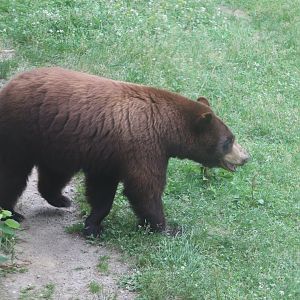 American Black Bear - Maine Wildlife Park