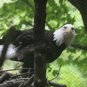 Bald Eagle - Maine Wildlife Park