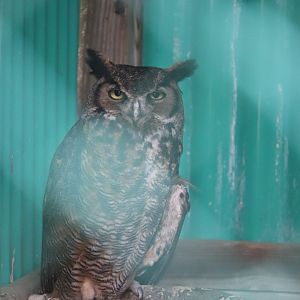 Great Horned Owl - Maine Wildlife Park