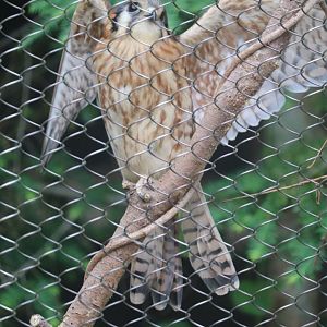 American Kestrel - Maine Wildlife Park