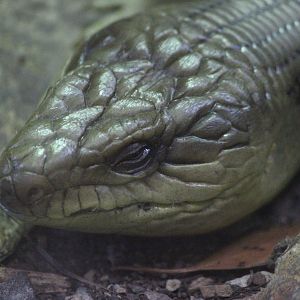 Eastern Blue-tongued Skink