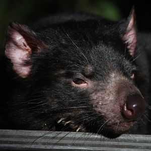 Tasmanian Devil