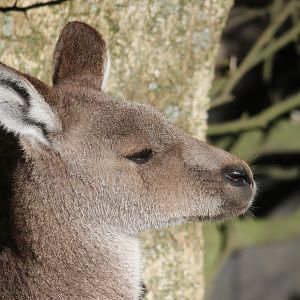 Eastern Grey Kangaroo