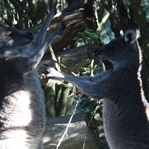 Eastern Grey Kangaroos