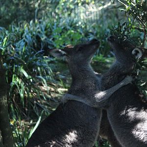Eastern Grey Kangaroos