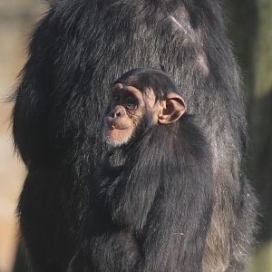 Chimpanzees