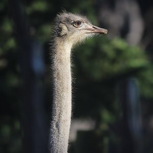 Common Ostrich female