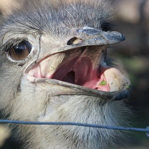 Common Ostrich female