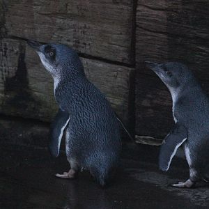 Little Blue Penguins