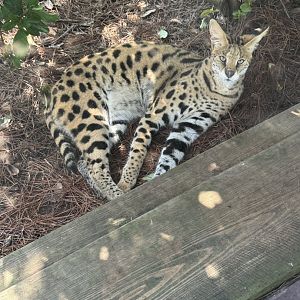 Jabari the Serval
