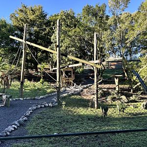 Ring-tailed Lemur Exhibit