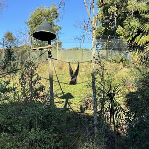 Siamang Exhibit