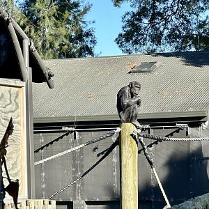 Lucifer (Common chimpanzee)