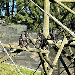Common chimpanzee (females)