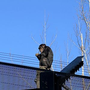 Chiku (Common chimpanzee)