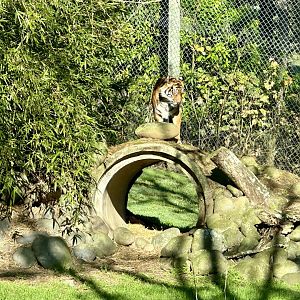 Sali (Sumatran tiger)