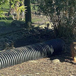 Grandmother/Grandaughter (Sumatran tigers)