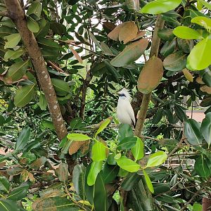 Bali Myna