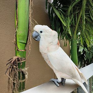 Salmon-Crested Cockatoo