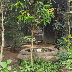 Mindanao Bleeding-Heart Dove