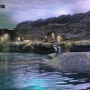 Humboldt Penguin