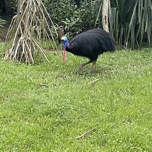 Southern Cassowary (Casuarius casuarius)