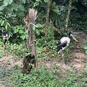 Saddlebill (Epphippiorhynchus senegalensis)