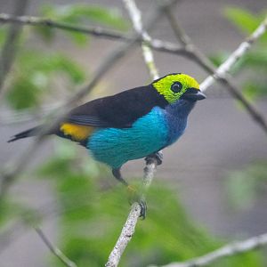 Paradise Tanager
