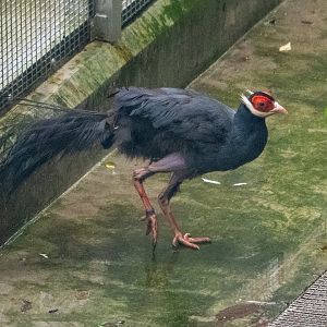 Blue-eared Pheasant