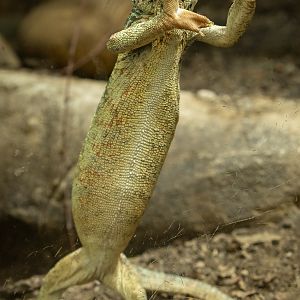 Oustalet's chameleon : Chester Zoo : 24 Jun 2024