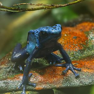 Blue poison dart frog : Chester Zoo : 24 Jun 2024