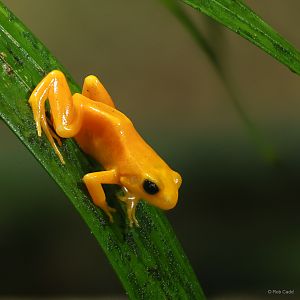 Golden mantella : Chester Zoo : 24 Jun 2024