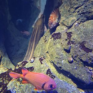 Myripristis kochiensis and Epinephelus fasciatus