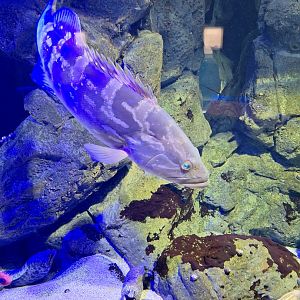 Longtooth grouper(Epinephelus bruneus) with morays