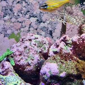 Southern orange-lined cardinal fish (Ostorhinchus properuptus)