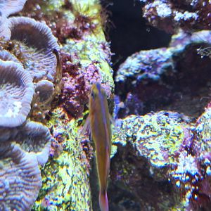 Cave pygmygoby (Trimma caudomaculatum)