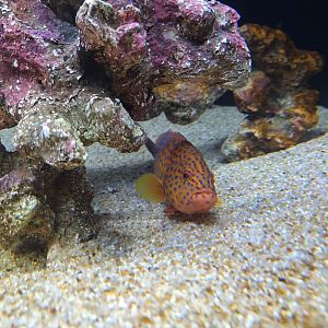 Coral hind (Cephalopholis miniata)