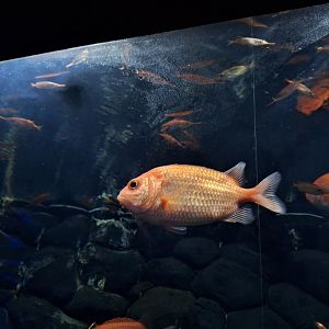 Japanese soldierfish (Ostichthys japonicus)