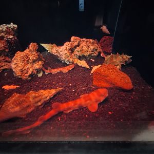 Cloudy catshark (Scyliorhinus torazame)