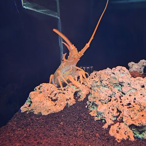 Japanese furrow lobster (Nupalirus japonicus)