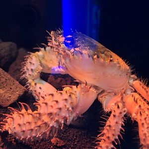 Hypothalassia armata