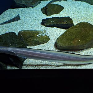 Daggertooth pike conger (Muraenesox cinereus)