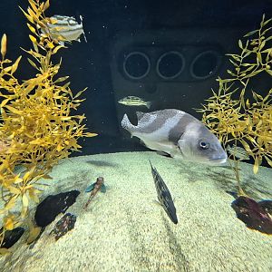 Crescent Sweetlips (Plectorhinchus cinctus)