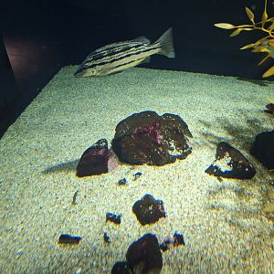 Sharpbeak terapon (Rhynchopelates oxyrhynchus)