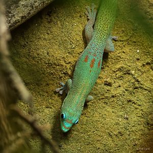 Gold dust day gecko : Chester Zoo : 24 Jun 2024