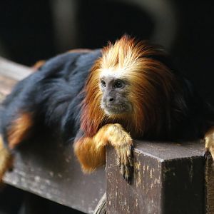 Golden-Headed Lion Tamarin