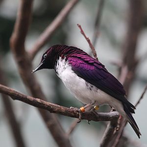 Violet-Backed Starling